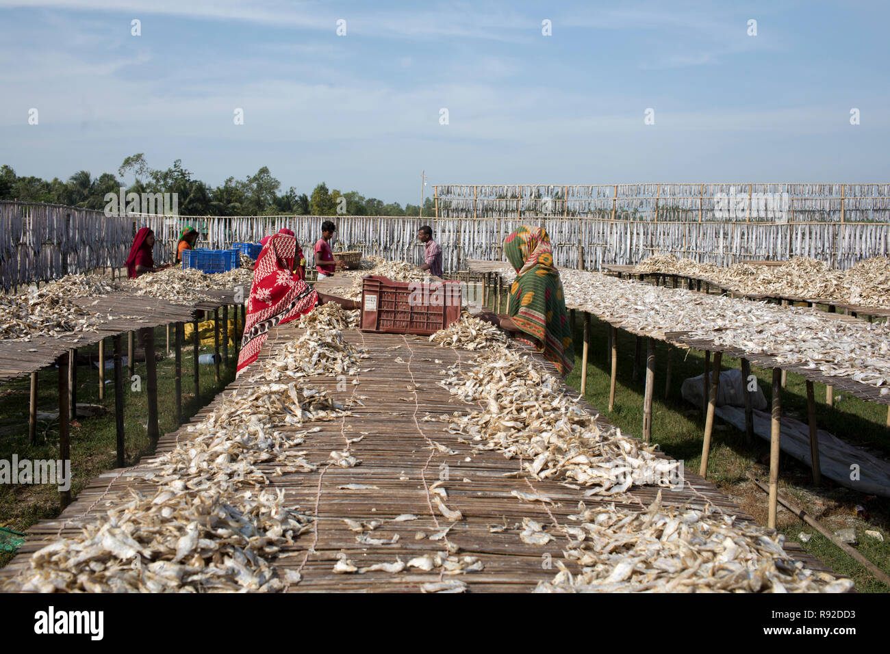 Workers processing fish to be dried at Nazirartek Dry Fish Plant in Cox