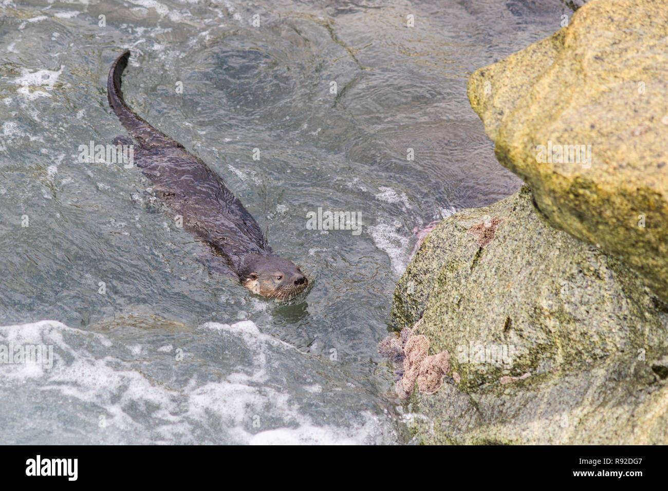 A Marine Otter diving around the rocks of Quintay Pier. Quintay is an old whale fishing village close to Santiago de City with an amazing wild life Stock Photo