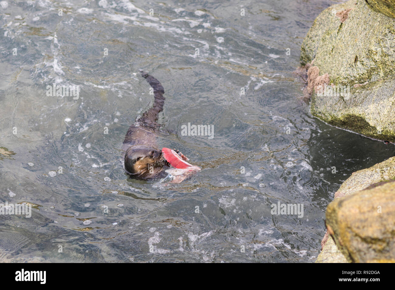 A Marine Otter diving and playing with human dirt on polluted waters at Quintay Pier an old whale fishing village close to Santiago de City Stock Photo