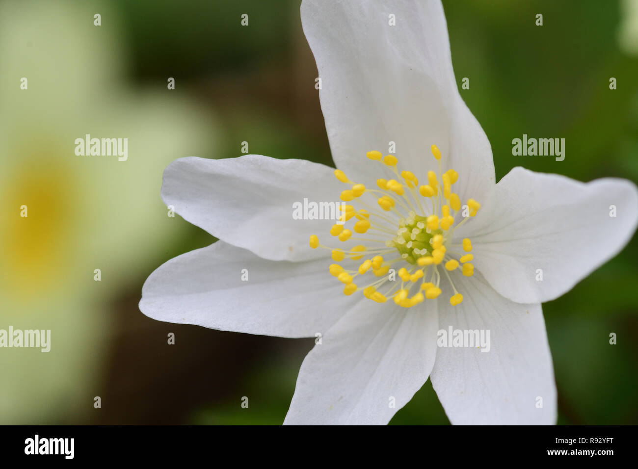 Close up of a wood anemone flower in bloom Stock Photo