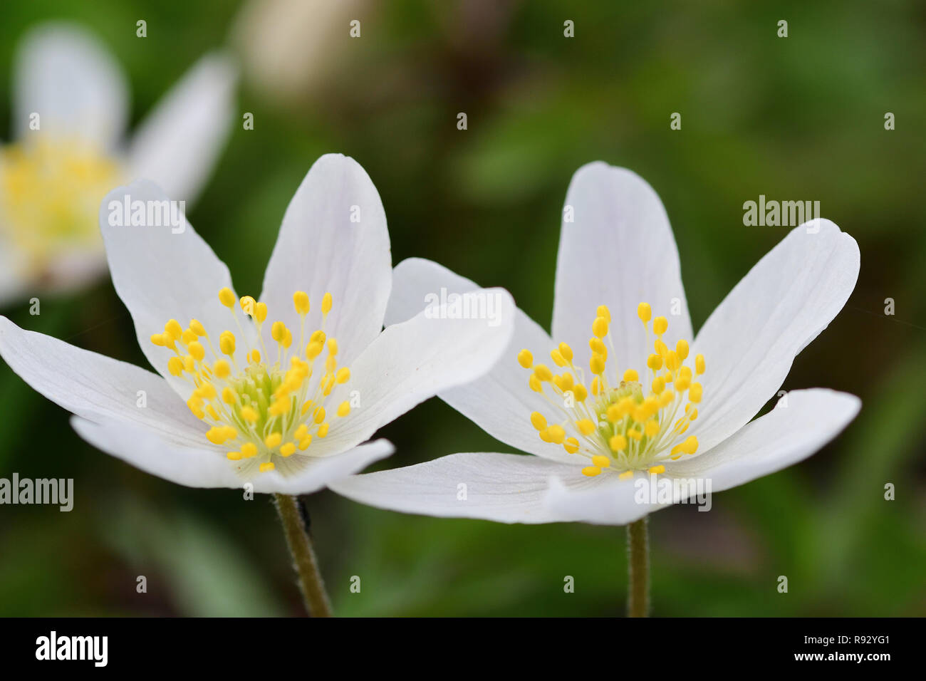 Wood anemones in bloom Stock Photo