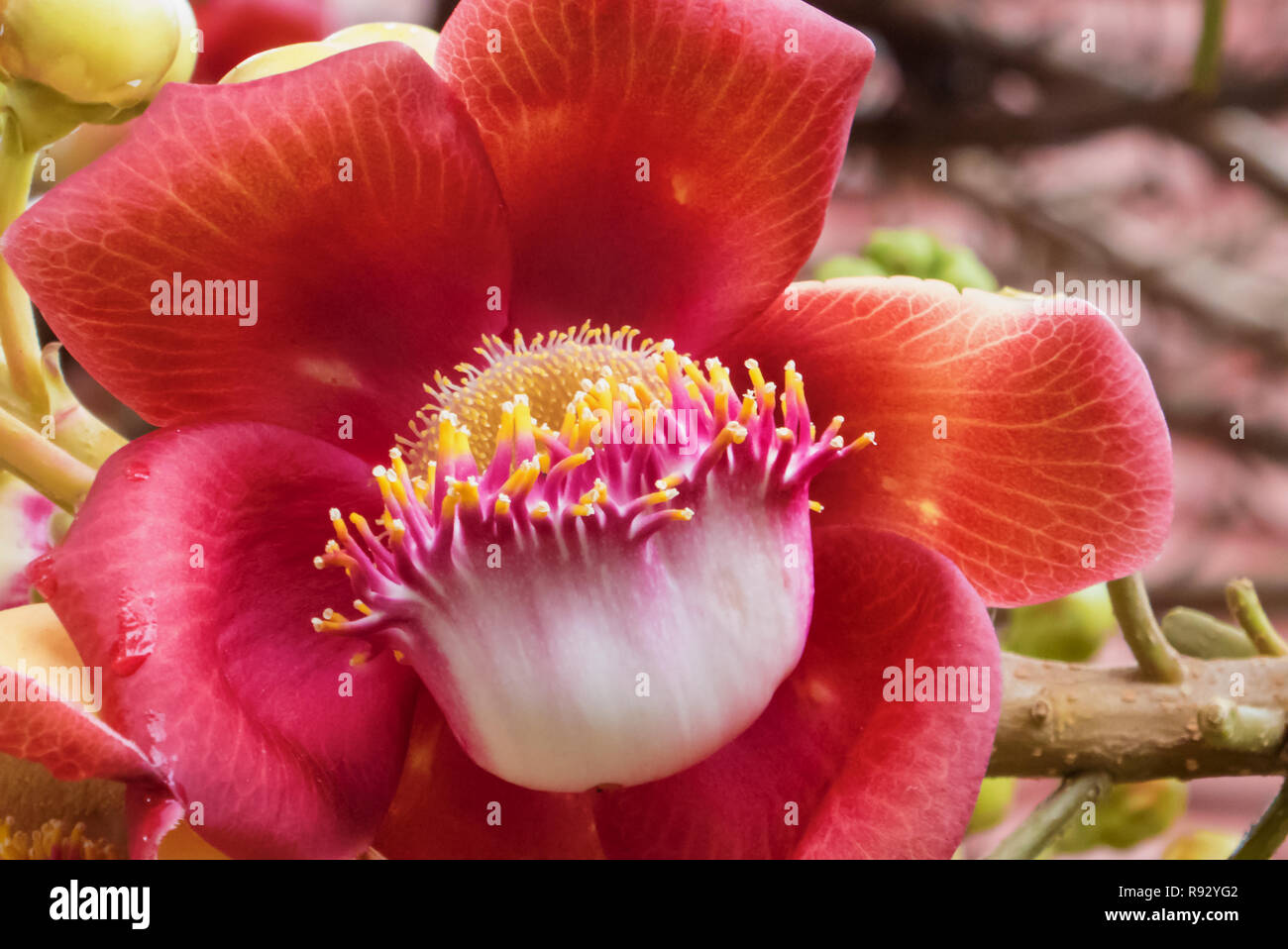 Close-up of the flower of pentacme siamensis, Silver Pagoda, Phnom Penh, Cambodia Stock Photo