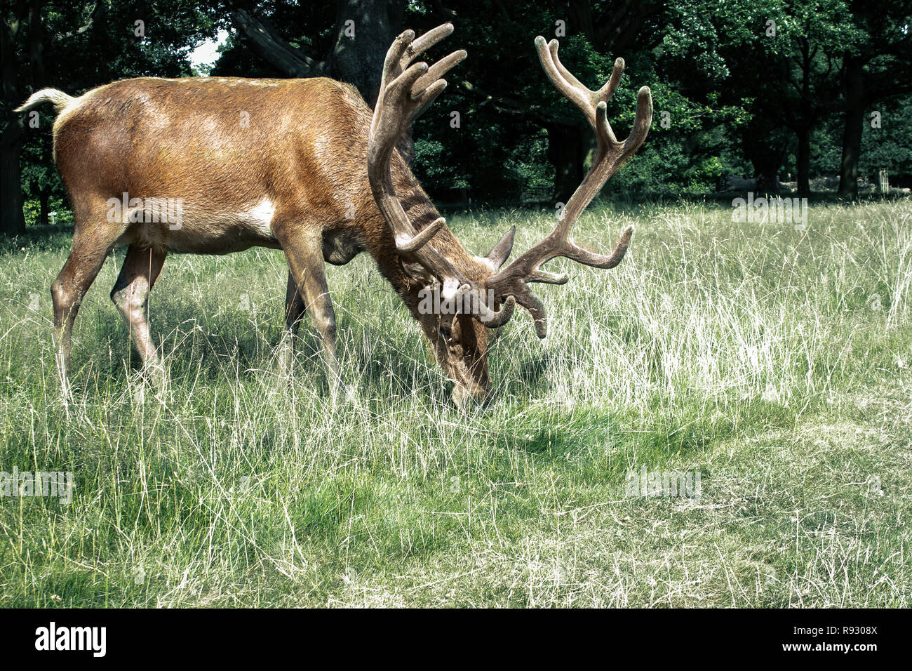 Deer in Richmond Park - London Stock Photo
