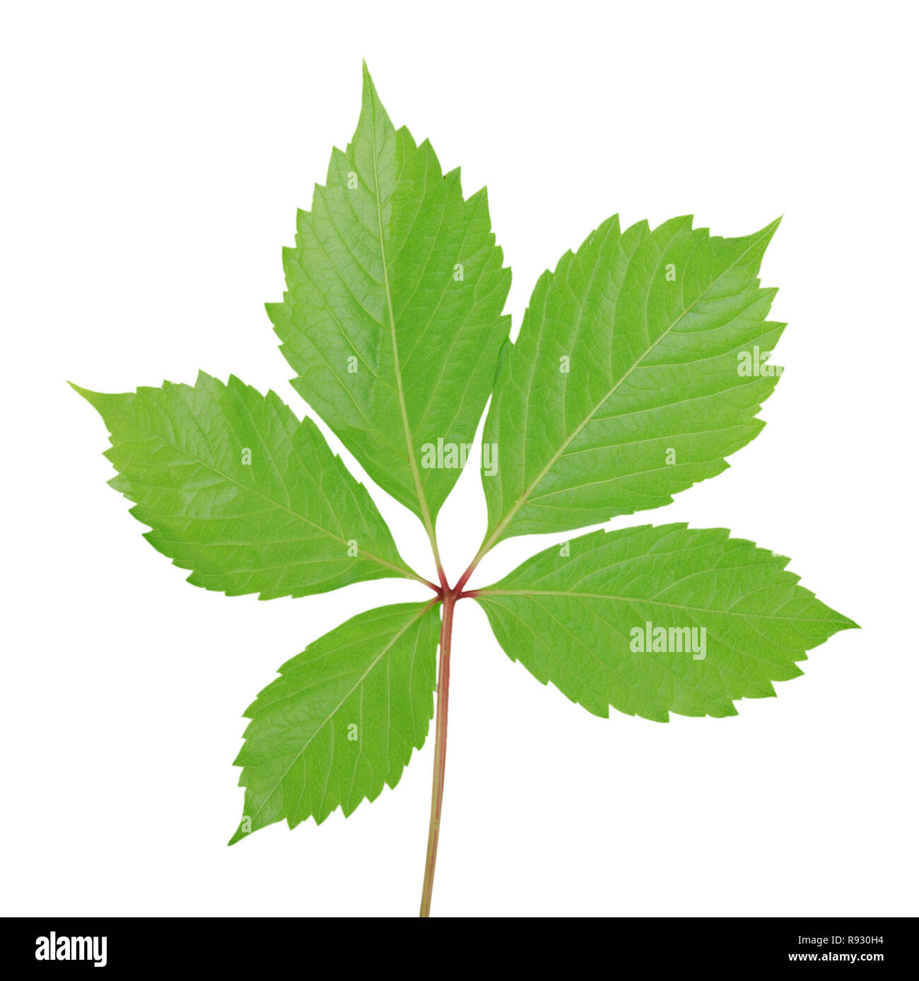 green grape leaves isolated on white background Stock Photo - Alamy