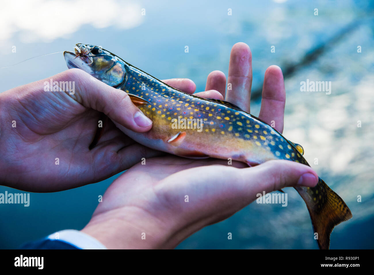 A young boys hands holding a beautiful Brook Trout. Stock Photo