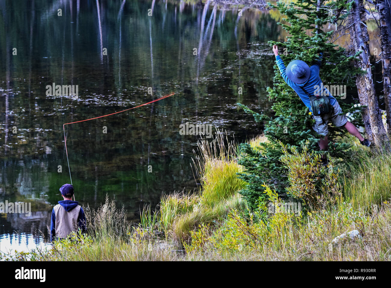 Retrieving a fly from a pine tree while teaching his son to fly fish. Stock Photo