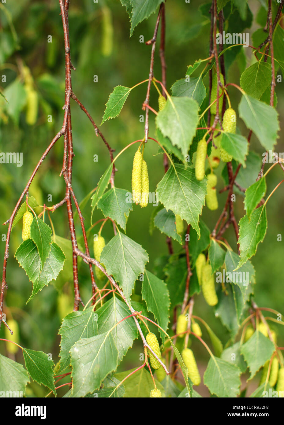 Silver Birch (Betula pendula) detail. Shallow depth of field photo, only few leaves and fruits in focus. Abstract spring background. Stock Photo