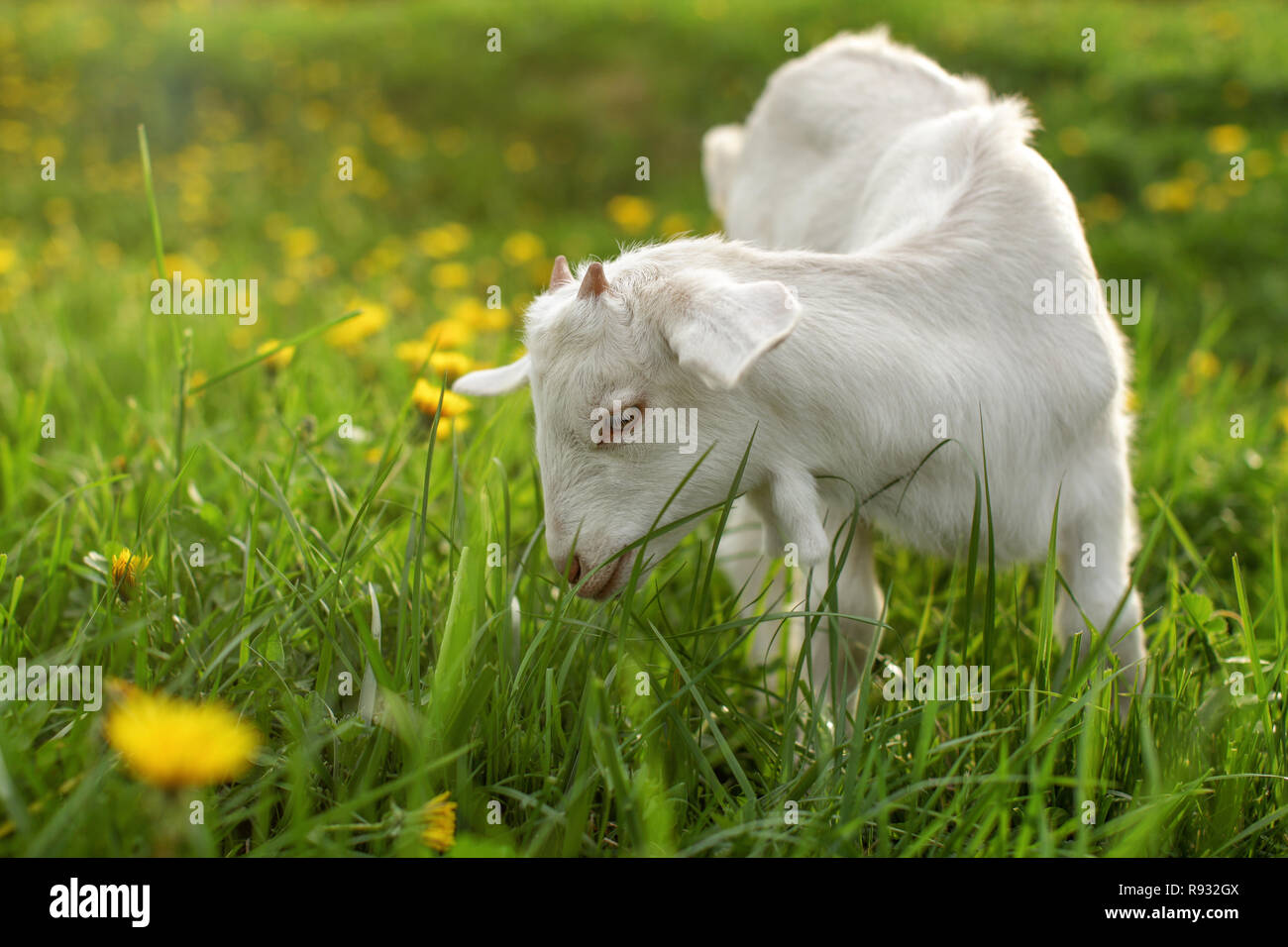 Young goat kid grazing on sun lit meadow with dandelions in background ...