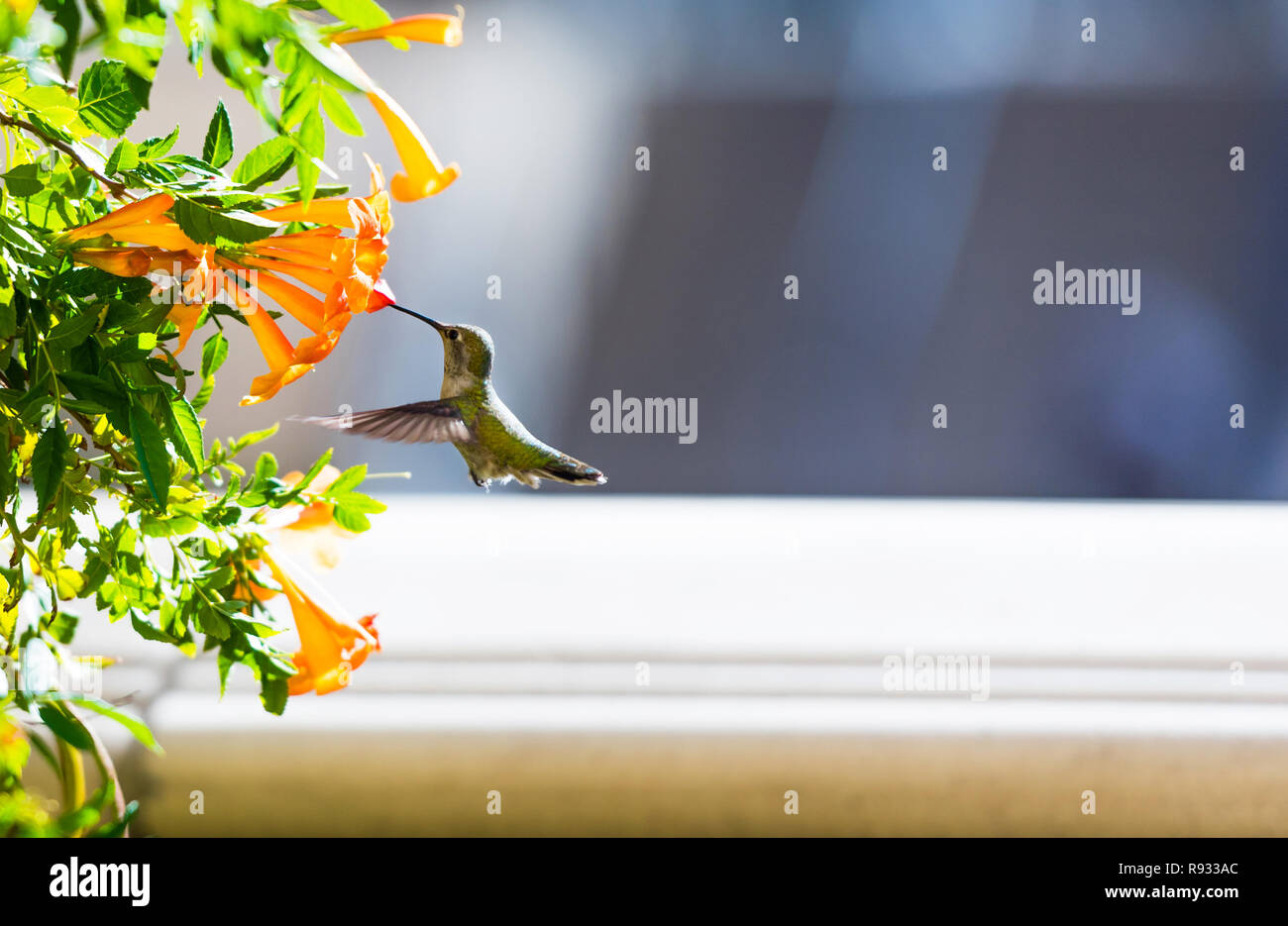 Hummingbird in flight near the flowers, Las Vegas, Nevada, USA. With