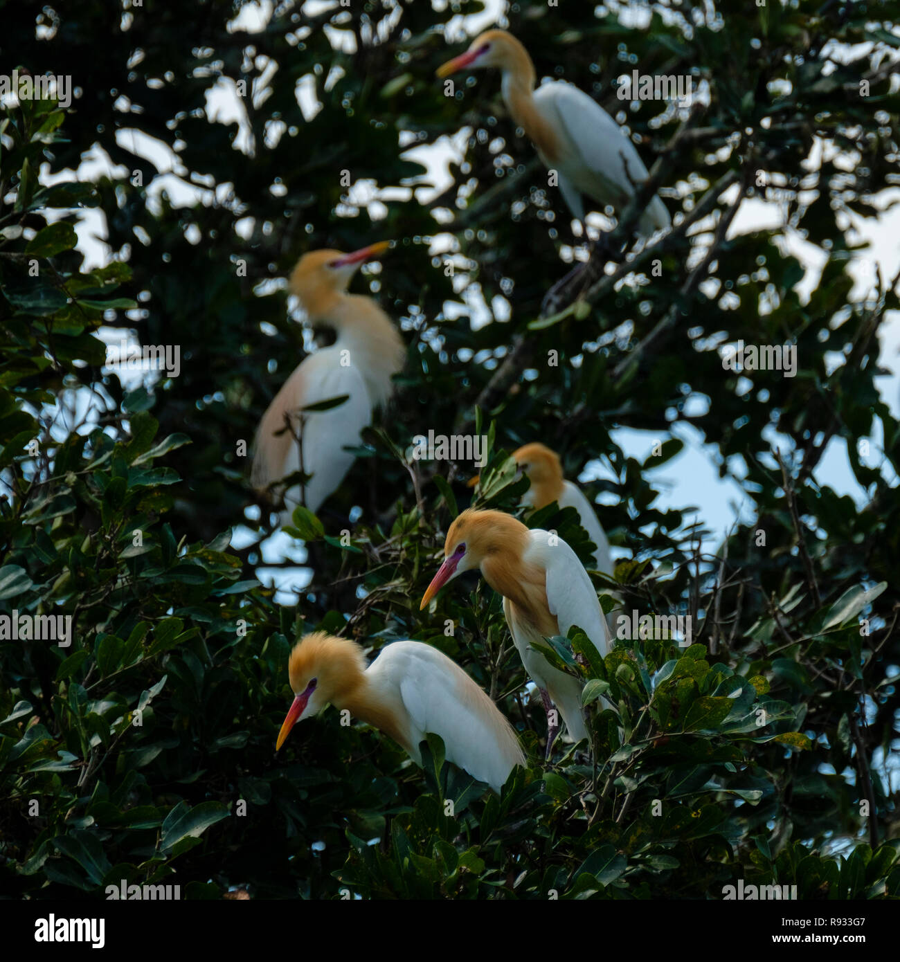 Cattle Egrets At Lake Alford, Gympie Stock Photo Alamy