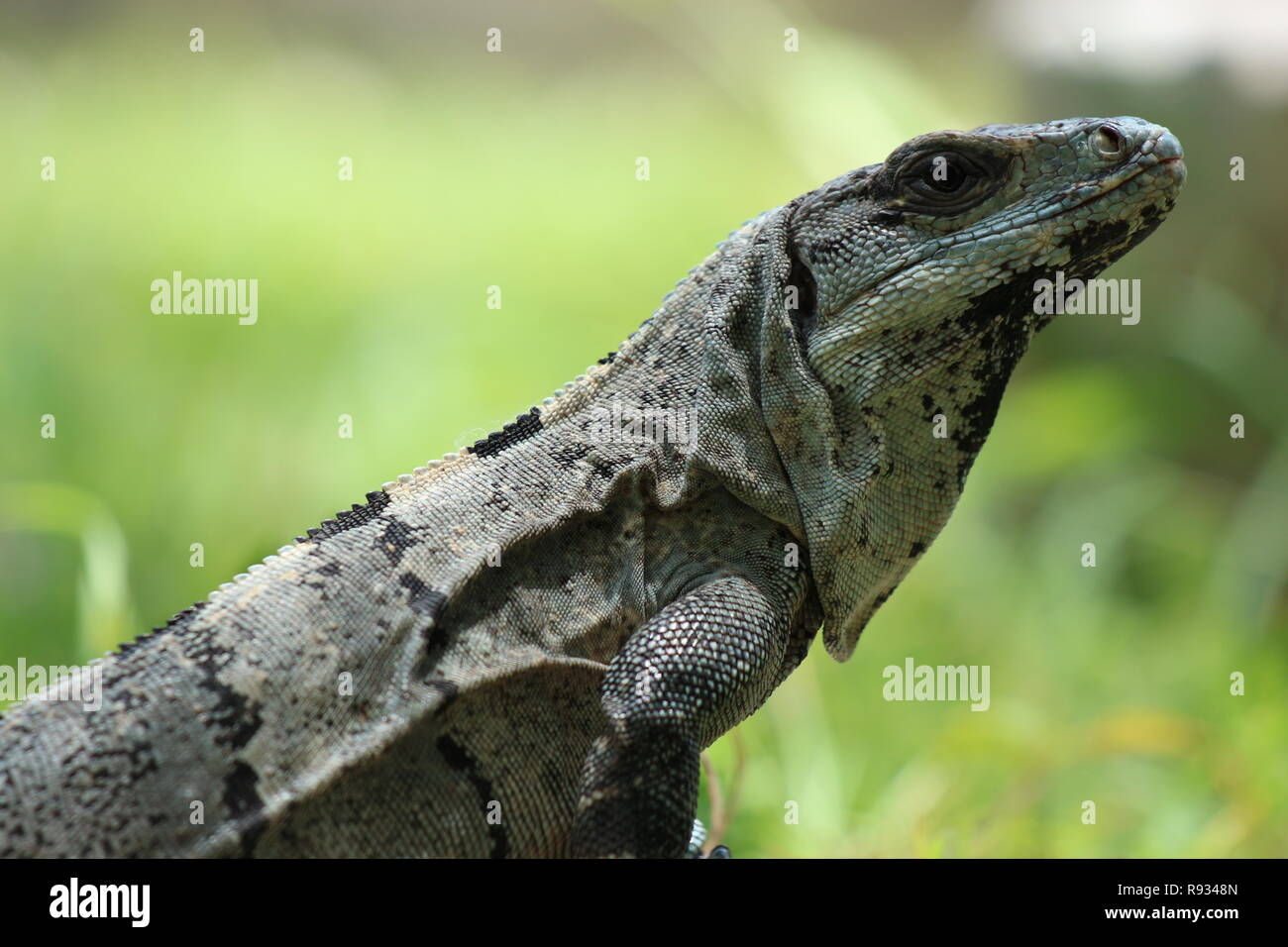 Close up of a resting lizard against a soft-focus green background, Chichen Itza, Mexico, Central America Stock Photo