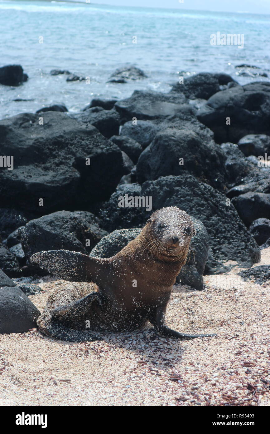 adorable-waving-sea-lion-pup-san-cristobal-island-galapagos-ecuador