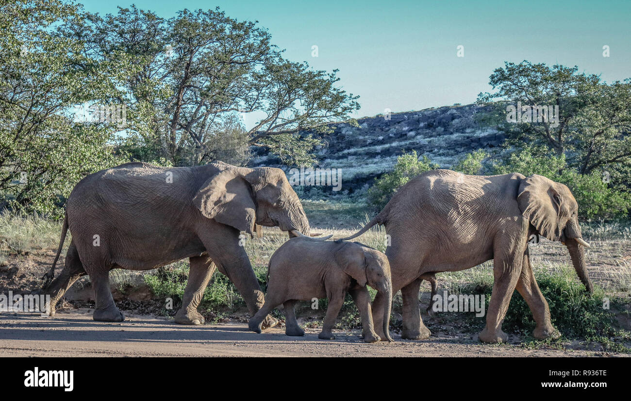 Wild Namibian Elephant Stock Photo