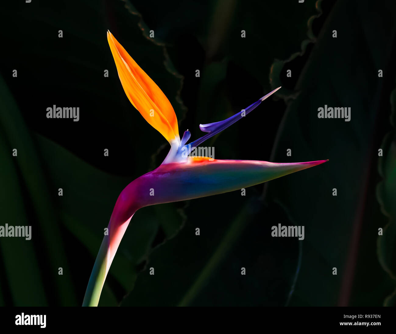 bird of paradise flower back lit with vivid colors closeup isolated against a dark green leaf background Stock Photo