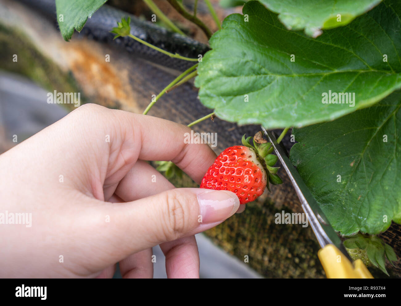 A young woman is picking up fresh seasonal strawberries with scissors ...