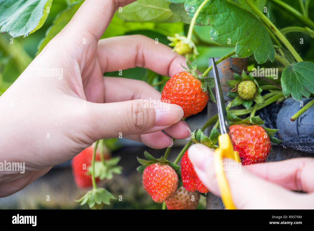 A young woman is picking up fresh seasonal strawberries with scissors ...