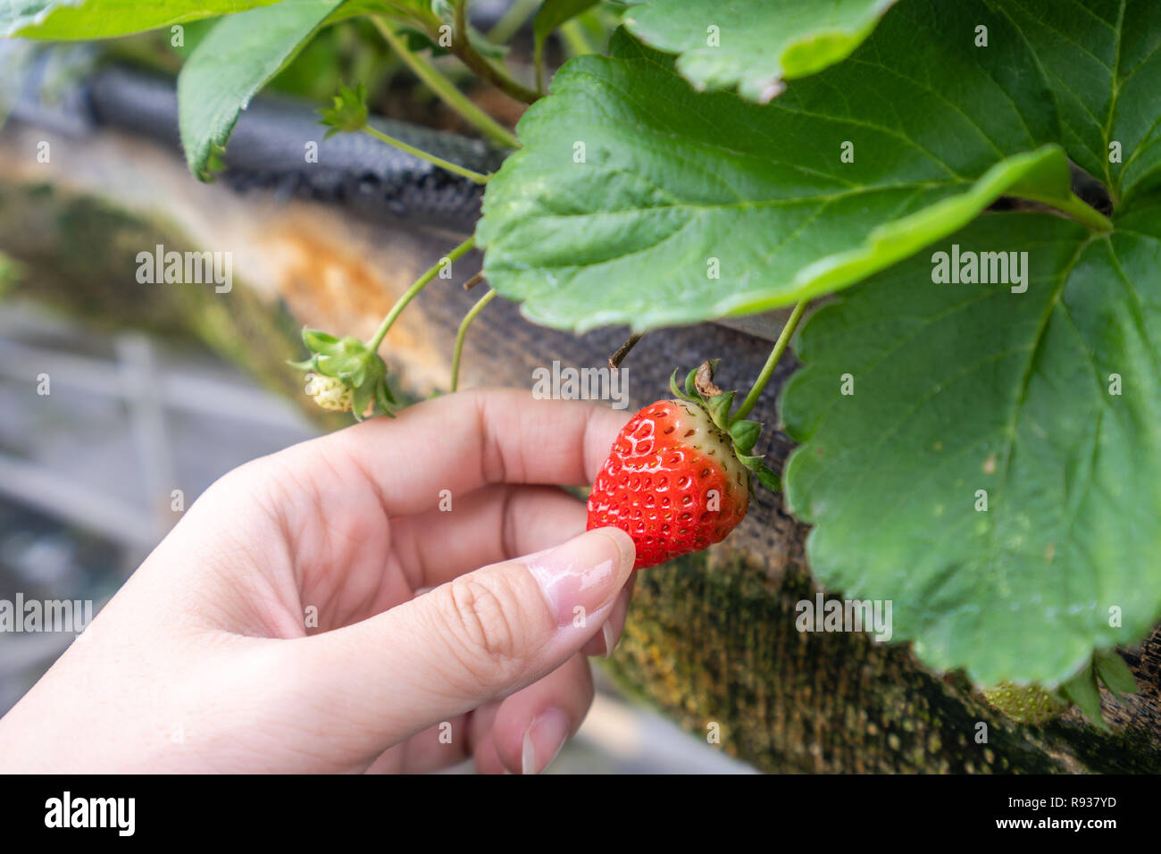 A young woman is picking up fresh seasonal strawberries in the garden ...