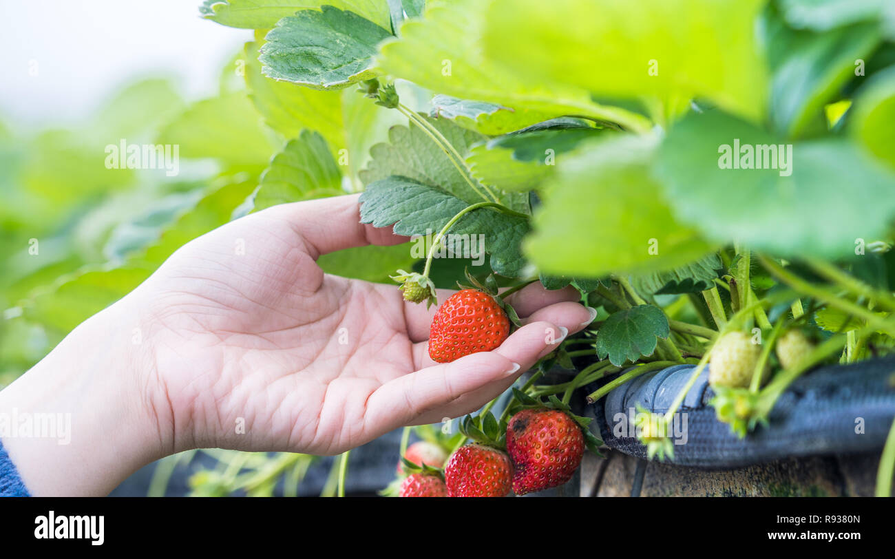 A young woman is picking up fresh seasonal strawberries in the garden ...