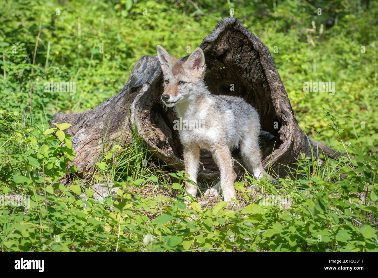 Coyote Pup Standing in Front of a Hollow Log Stock Photo