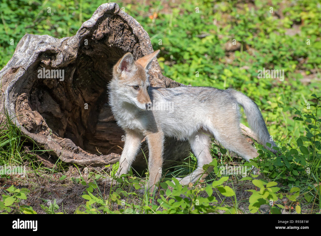 Coyote Pup Playing in Front of a Hollow Log Stock Photo
