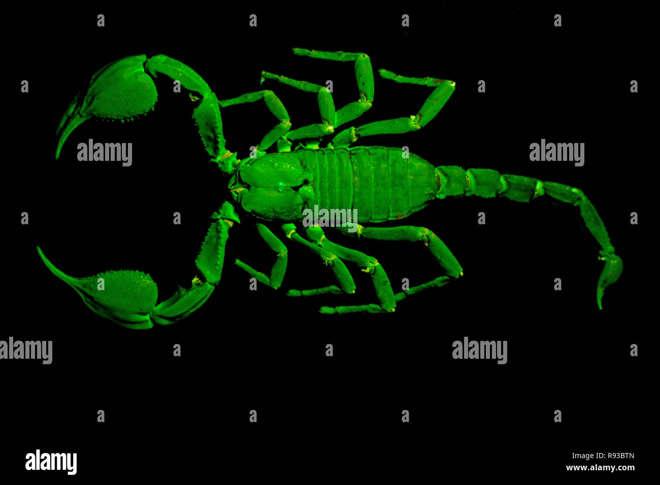 Pinned emperor scorpion (Pandinus imperator) under UV light. Stock Photo