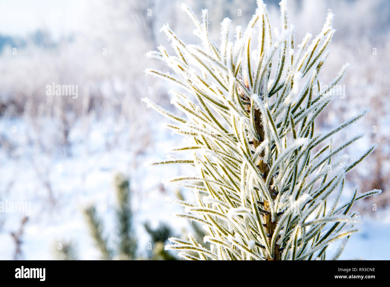 pine branches in the frost , frozen needles Stock Photo - Alamy