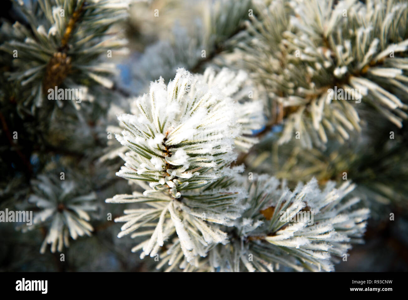 pine branches in the frost , frozen needles Stock Photo - Alamy