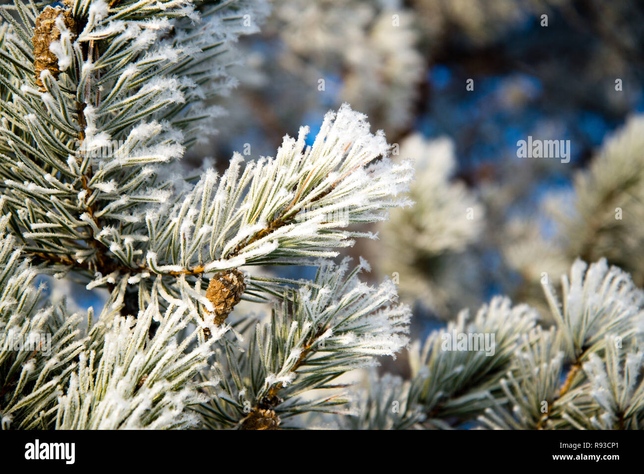 pine branches in the frost , frozen needles Stock Photo - Alamy