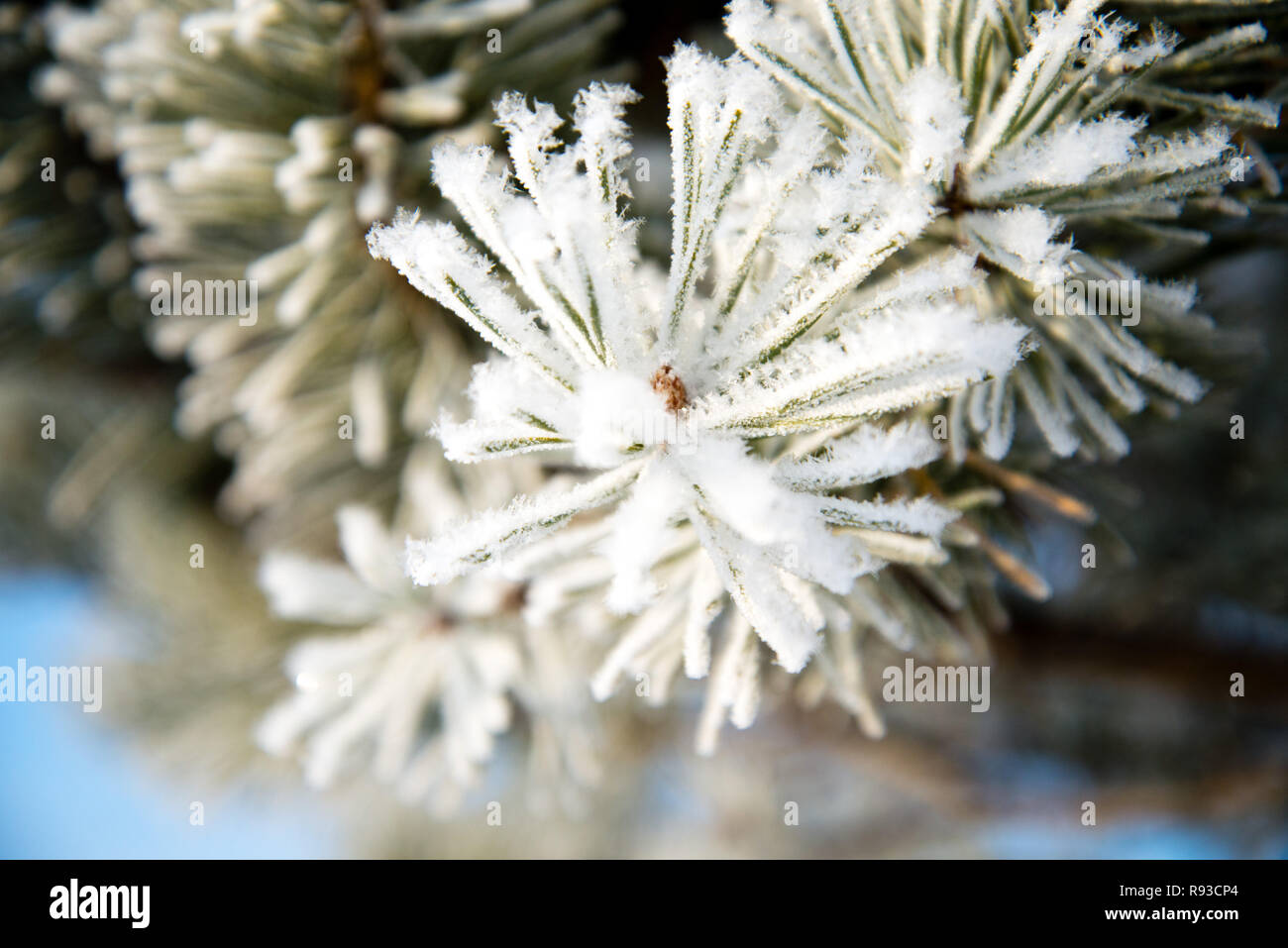 pine branches in the frost , frozen needles Stock Photo - Alamy