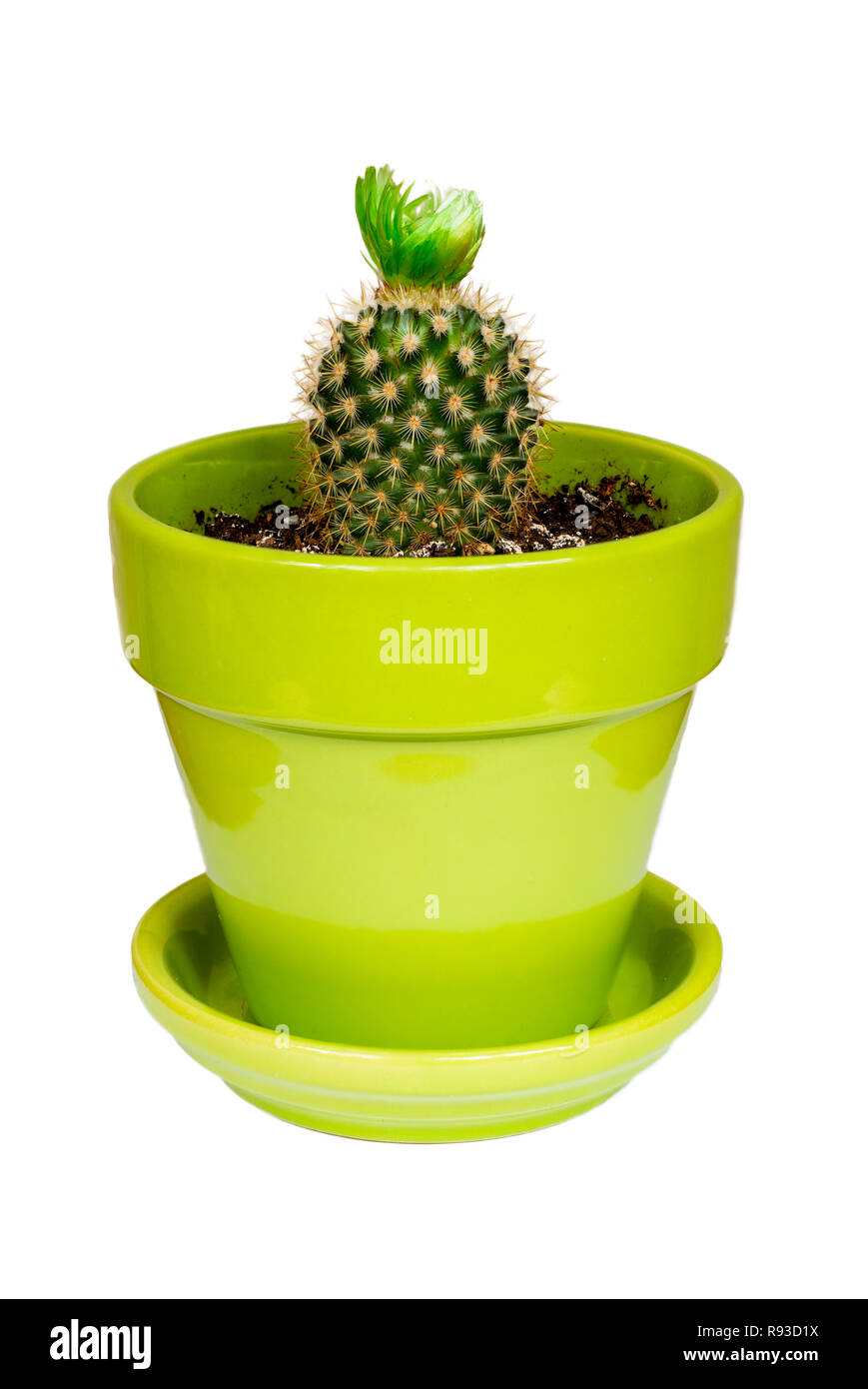 Small cacti in flower Cut Out Stock Images Pictures Alamy