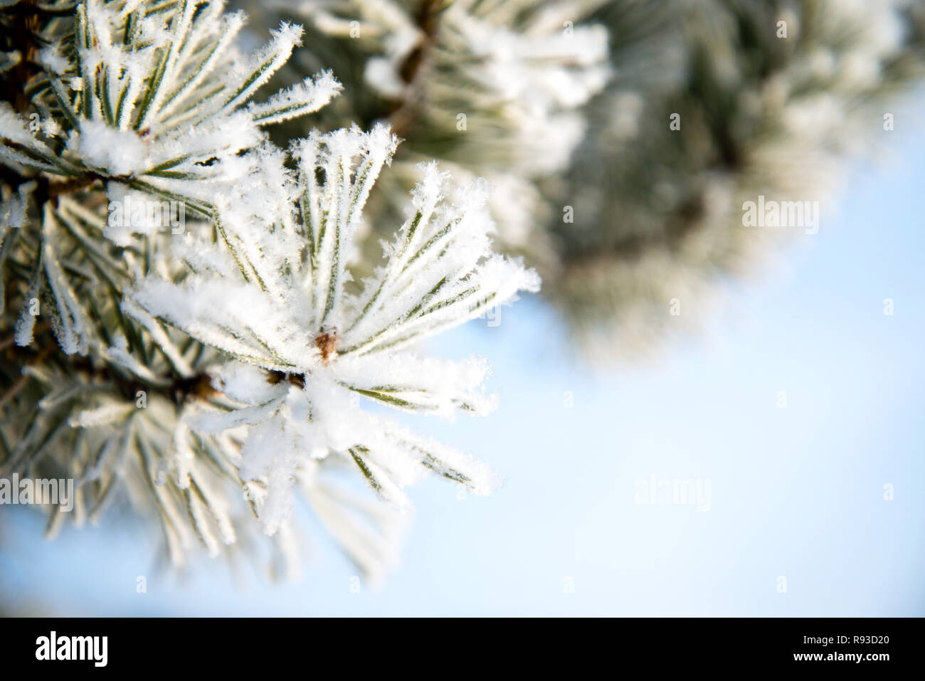 pine branches in the frost , frozen needles Stock Photo - Alamy