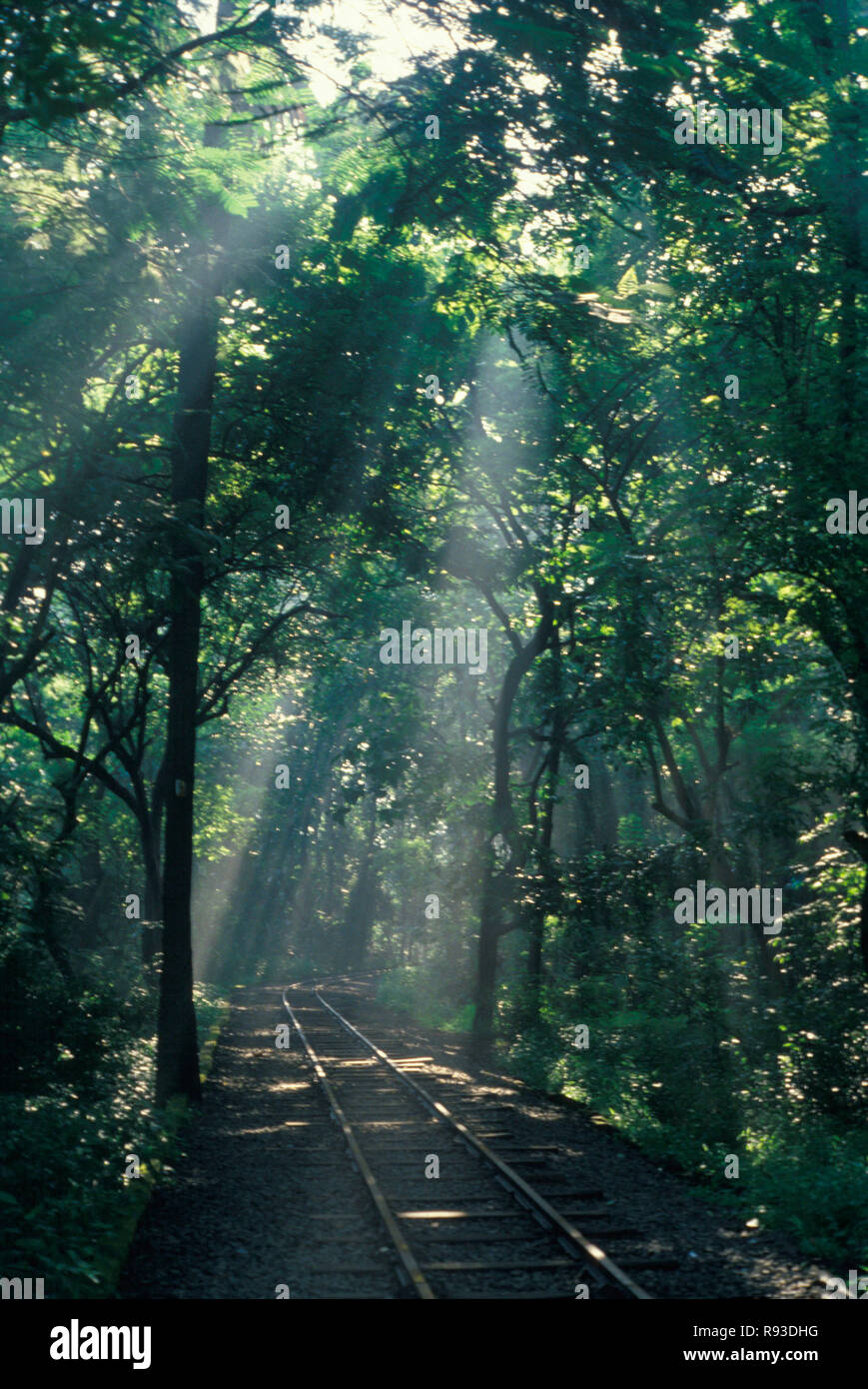 Sunrays in Borivali National Park, Bombay, Maharashtra, India Stock Photo