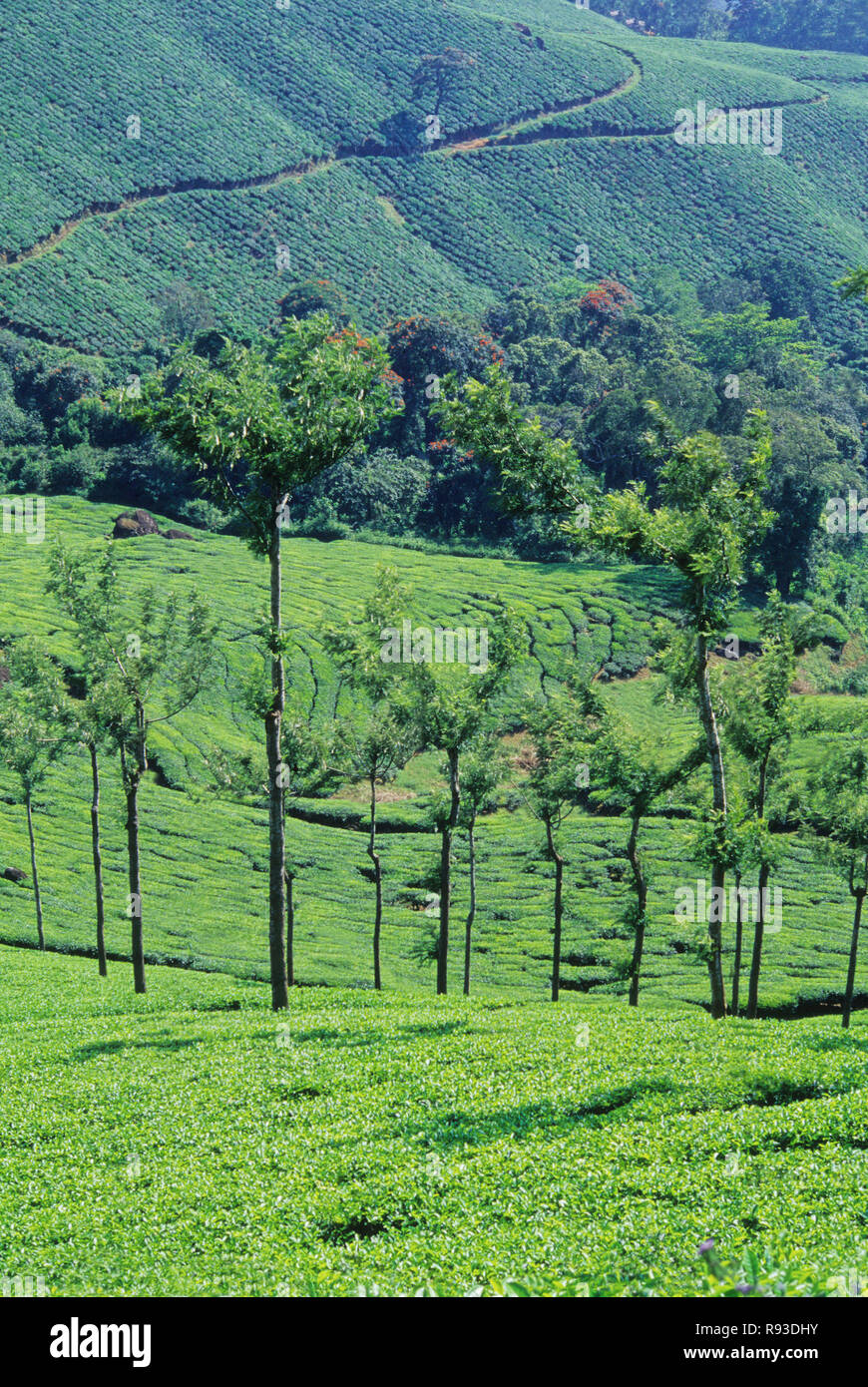 Tea garden in India Stock Photo - Alamy