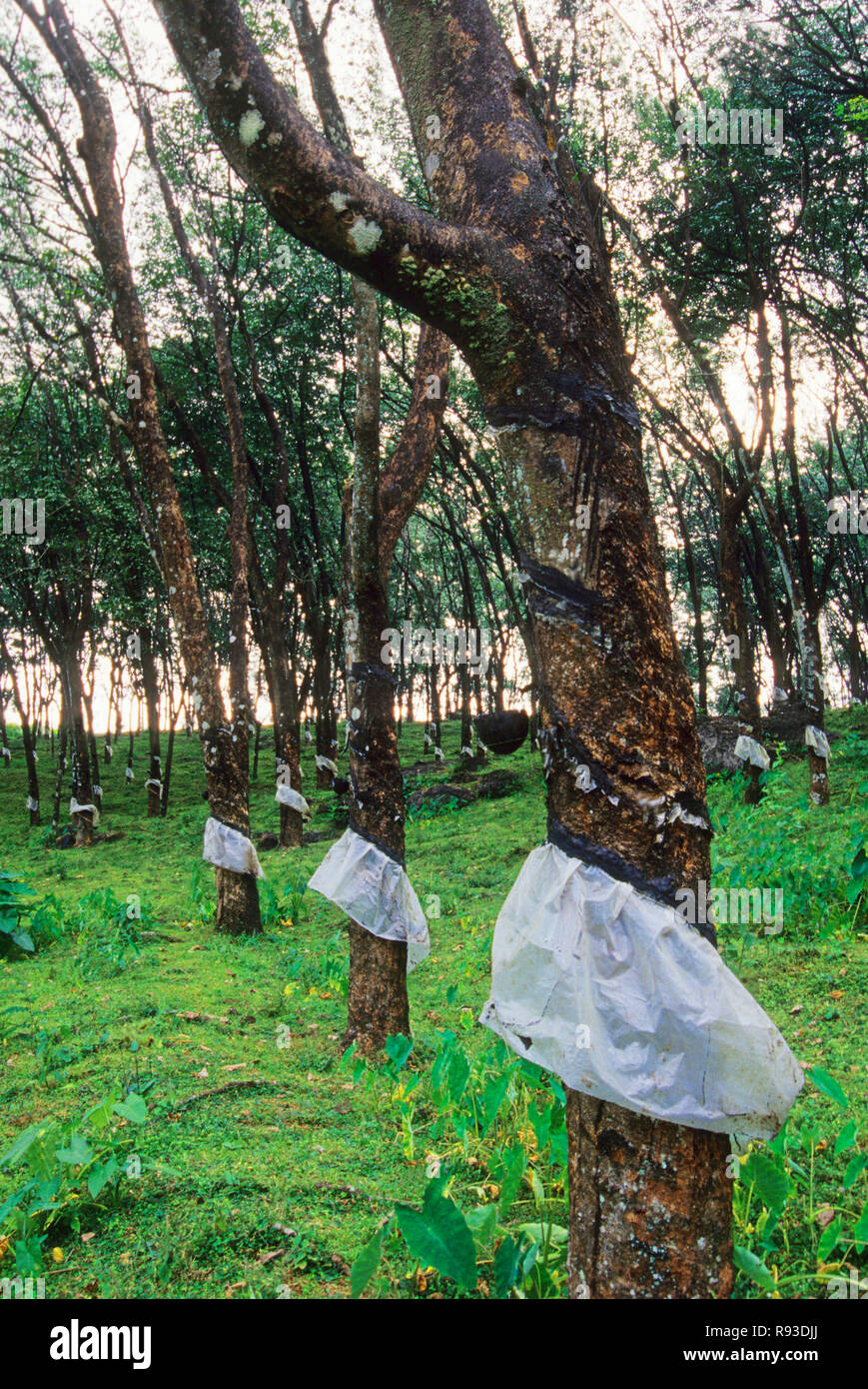 Rubber plantation in India Stock Photo