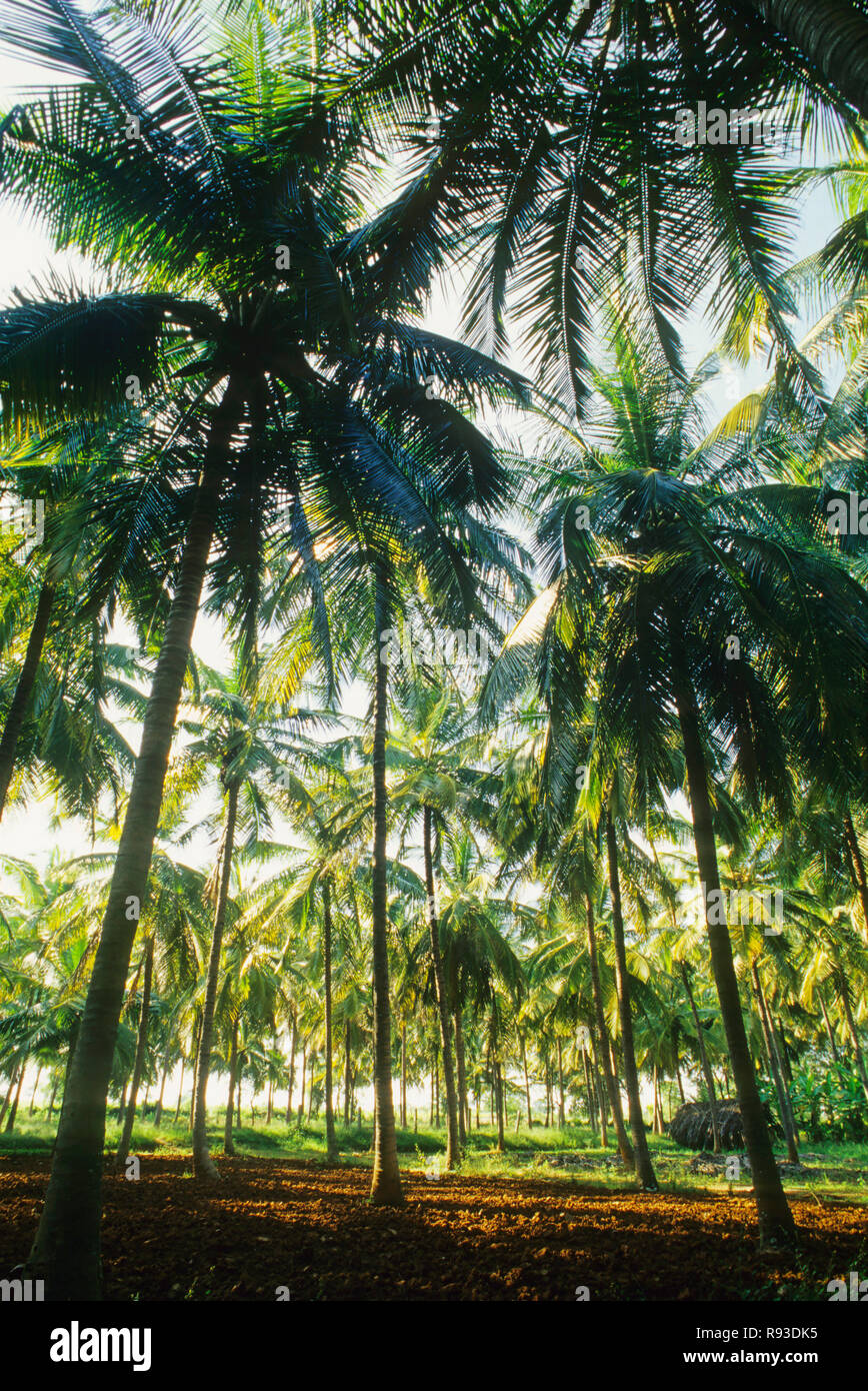 Palm trees Stock Photo