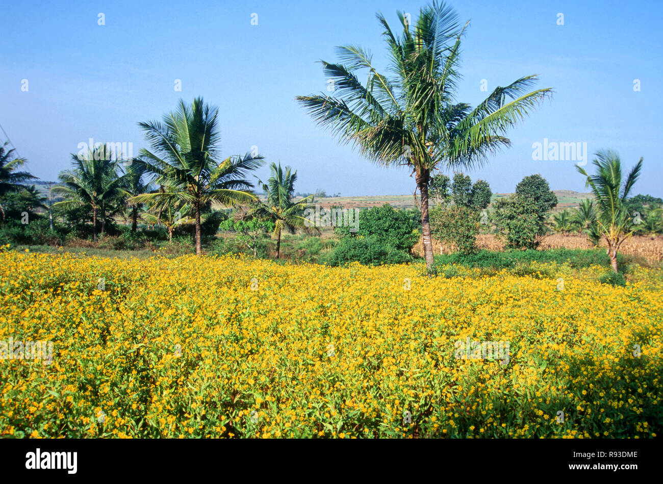 Mustard tree hires stock photography and images Alamy