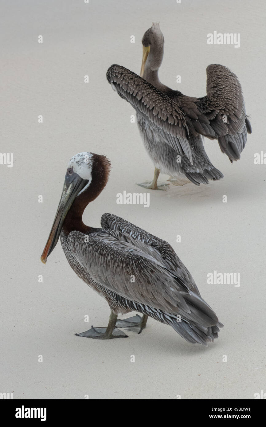 Pelican - brown pelican Pelecanus occidentalis / Pelecanidae water bird