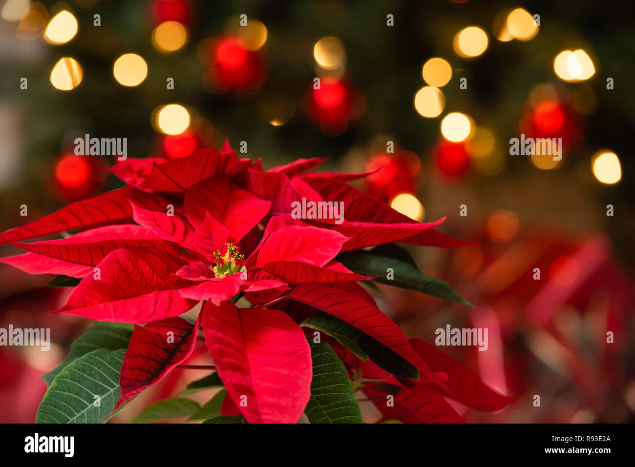 Beautiful Red Poinsettia Euphorbia Pulcherrima Christmas