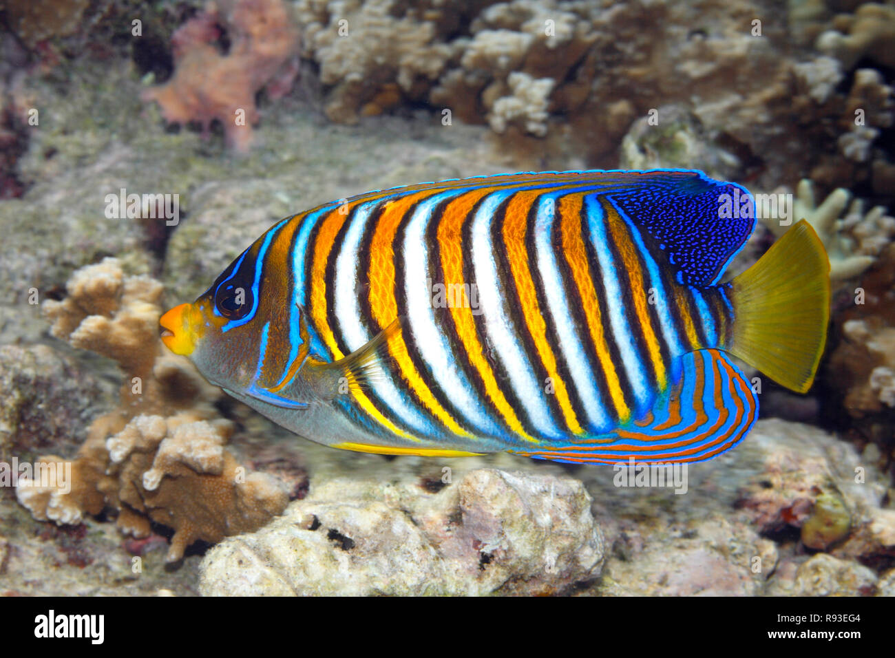 Regal Angelfish, Pygoplites diacanthus, swimming over coral reef. Also known as Royal Angelfish. Uepi, Solomon Islands. Solomon Sea, Pacific Ocean Stock Photo