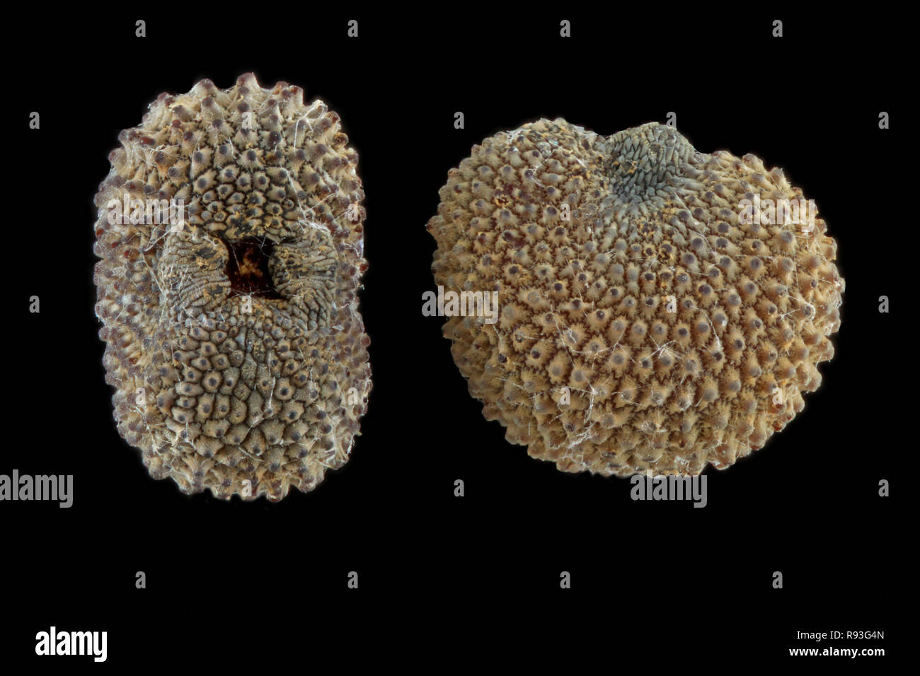 Silene vulgaris, Bladder campion, Klatschnelke, seeds, close up, seed size 1.5 mm Stock Photo