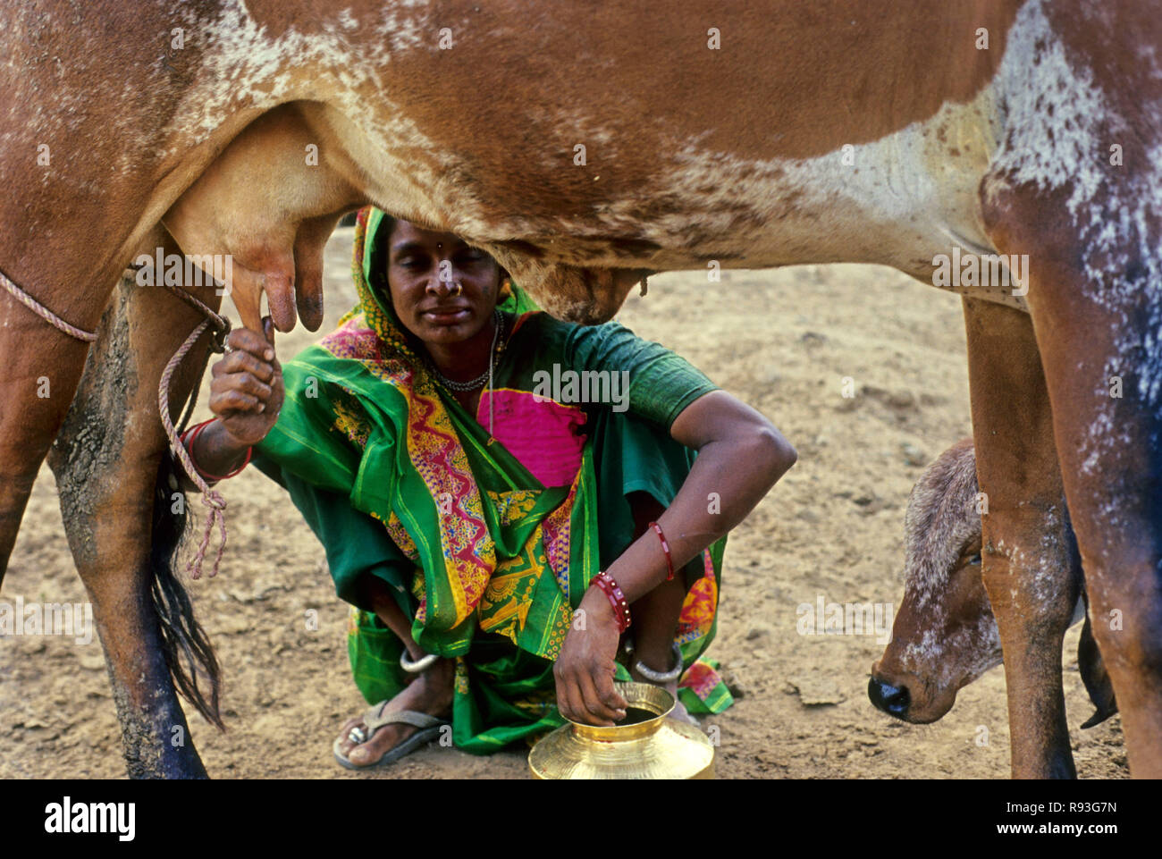 Cow's Milk, Gujarat, India Stock Photo Alamy