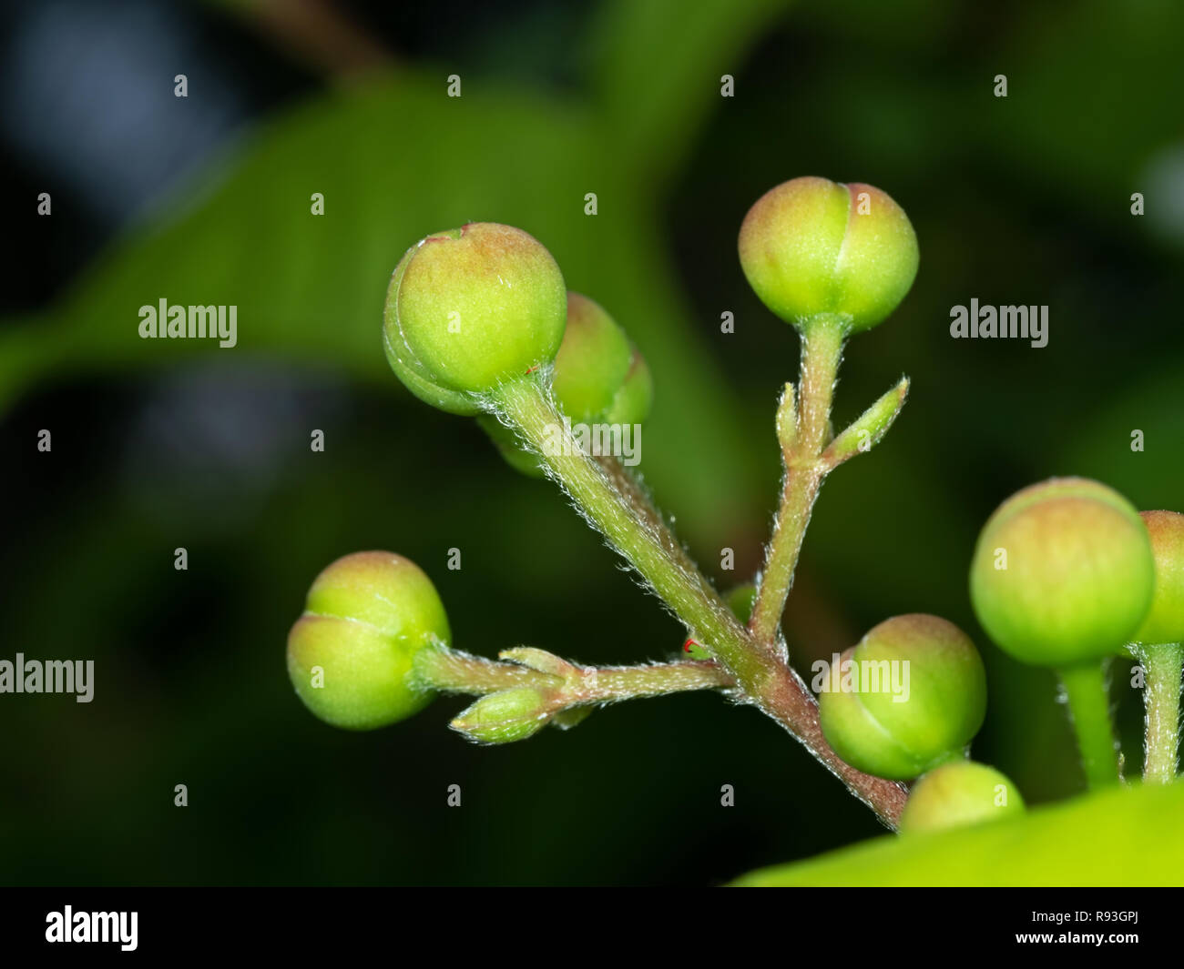 Closeup Green Buds of Tetracera indica Flowers Isolated on Nature Background Stock Photo