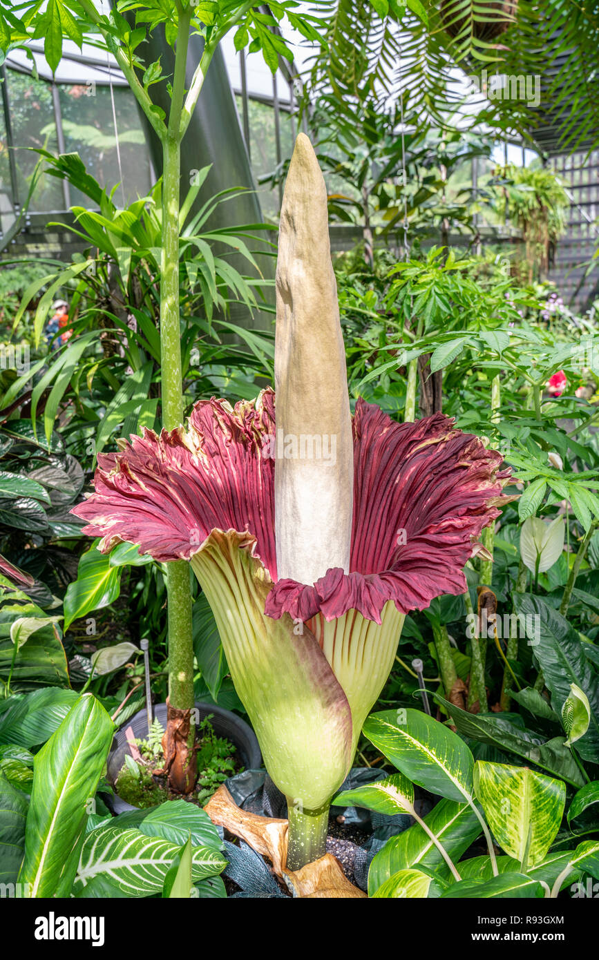 Flower spike of Amorphophallus titanum, the giant titan lily, fully open in the Cairns botannical gardens, Queensland, Australia Stock Photo