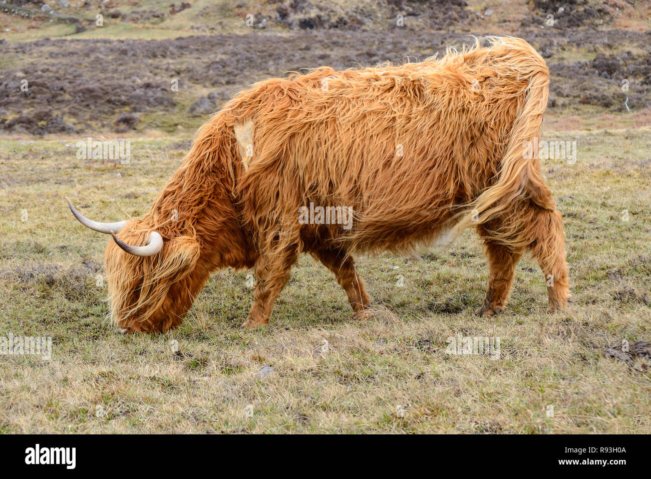 Highland cattle, Applecross Peninsula, Wester Ross, Highland Region, Scotland Stock Photo