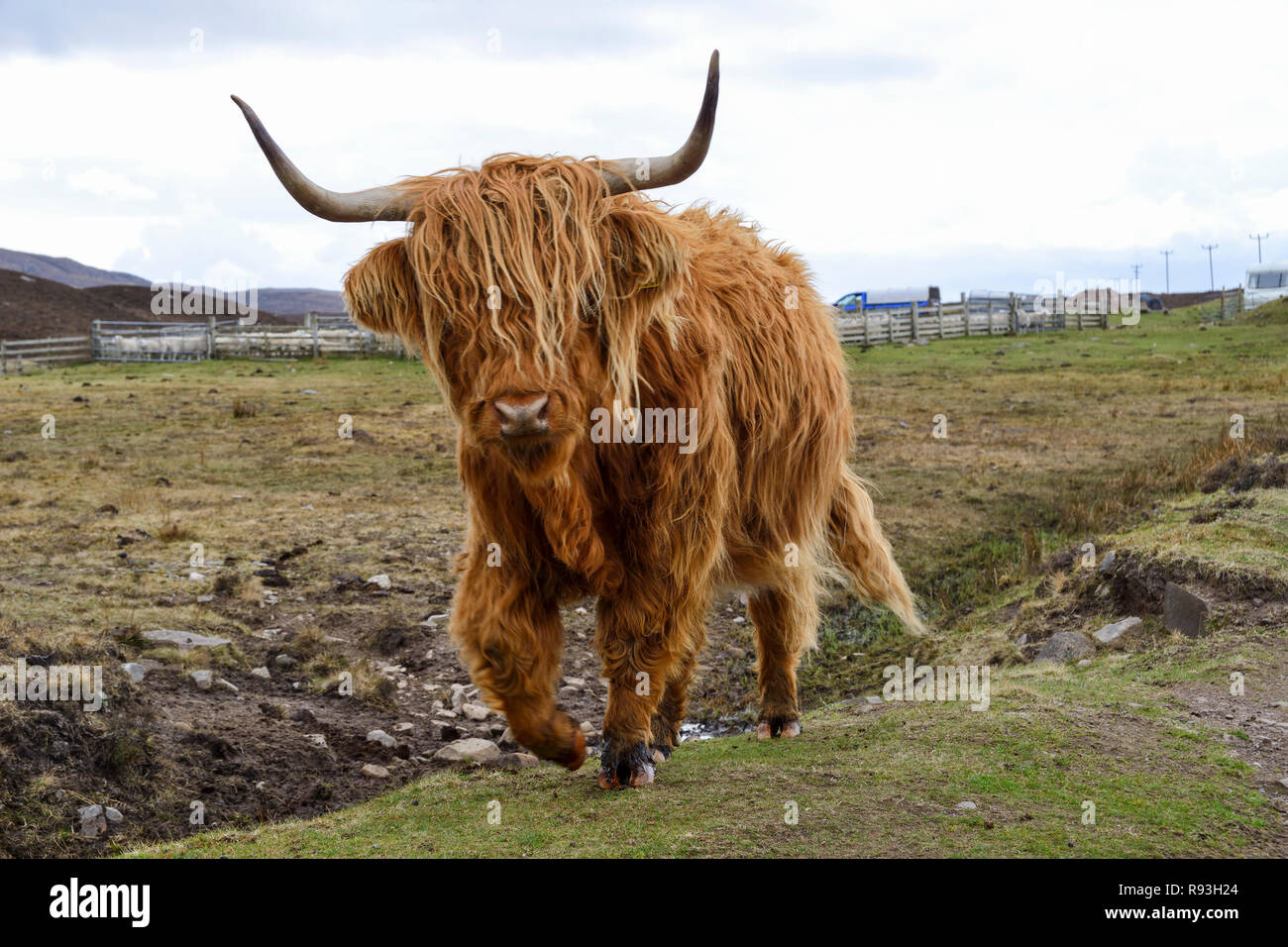 Highland cattle, Applecross Peninsula, Wester Ross, Highland Region, Scotland Stock Photo