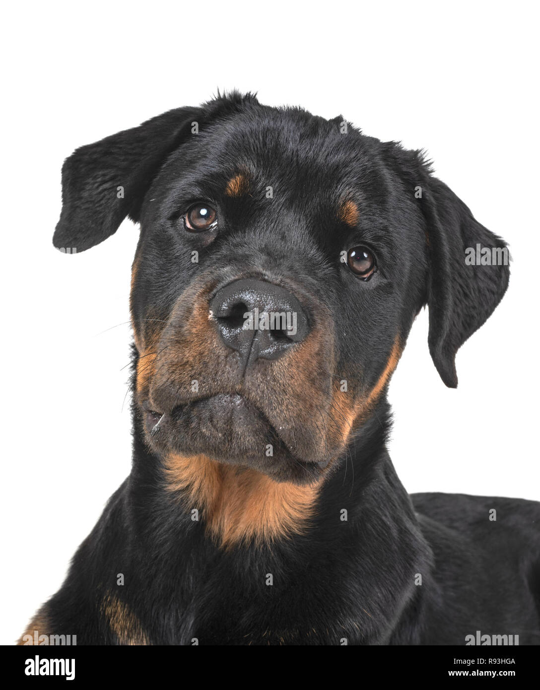 Purebred Rottweiler purebred rottweiler in front of white background Stock Photo - Alamy