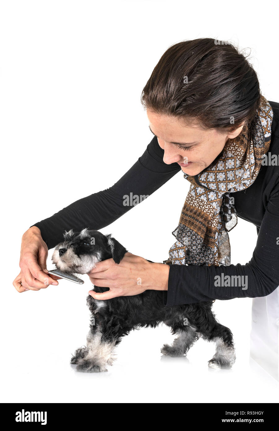 brushing puppy miniature schnauzer in front of white background Stock