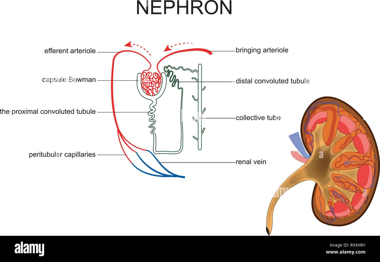 vector illustration of the structure of kidney and nephron Stock Vector