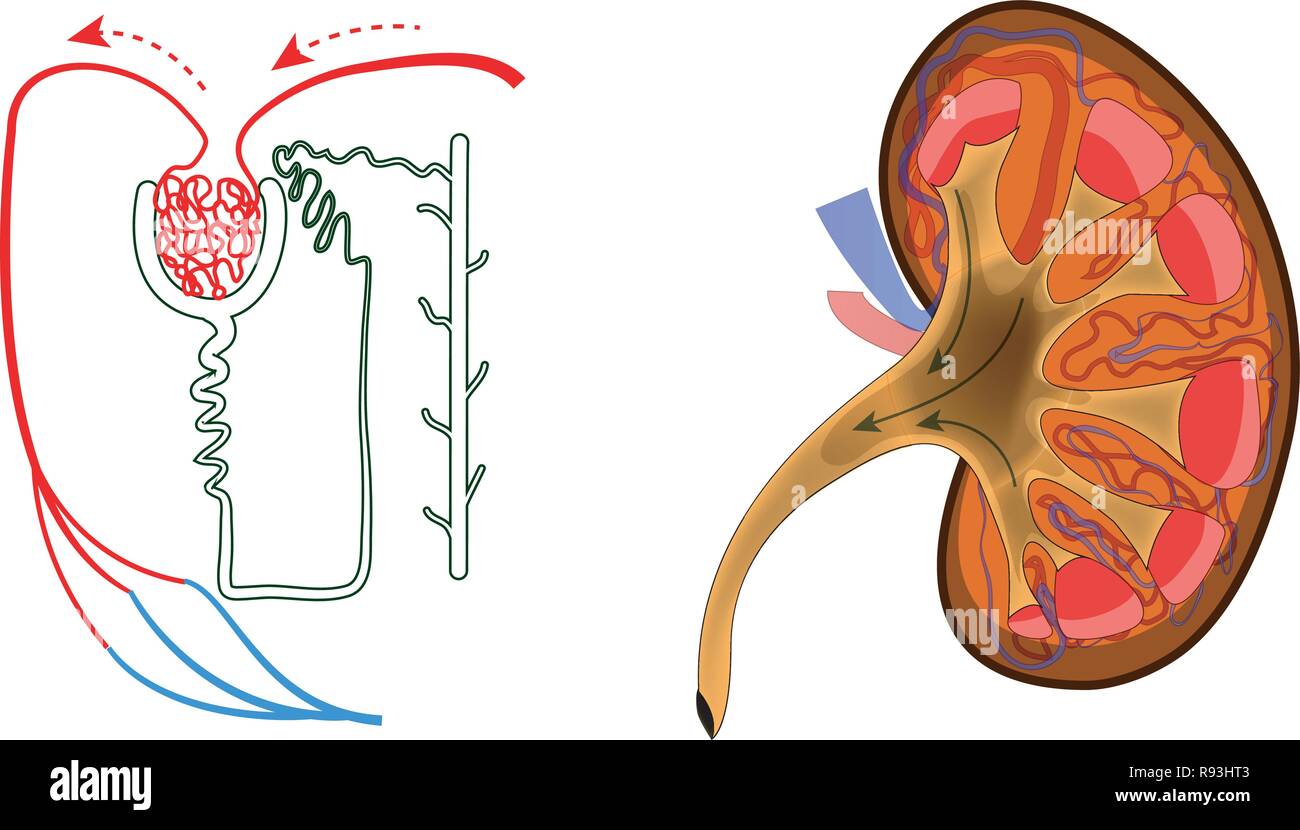 vector illustration of the structure of kidney and nephron Stock Vector