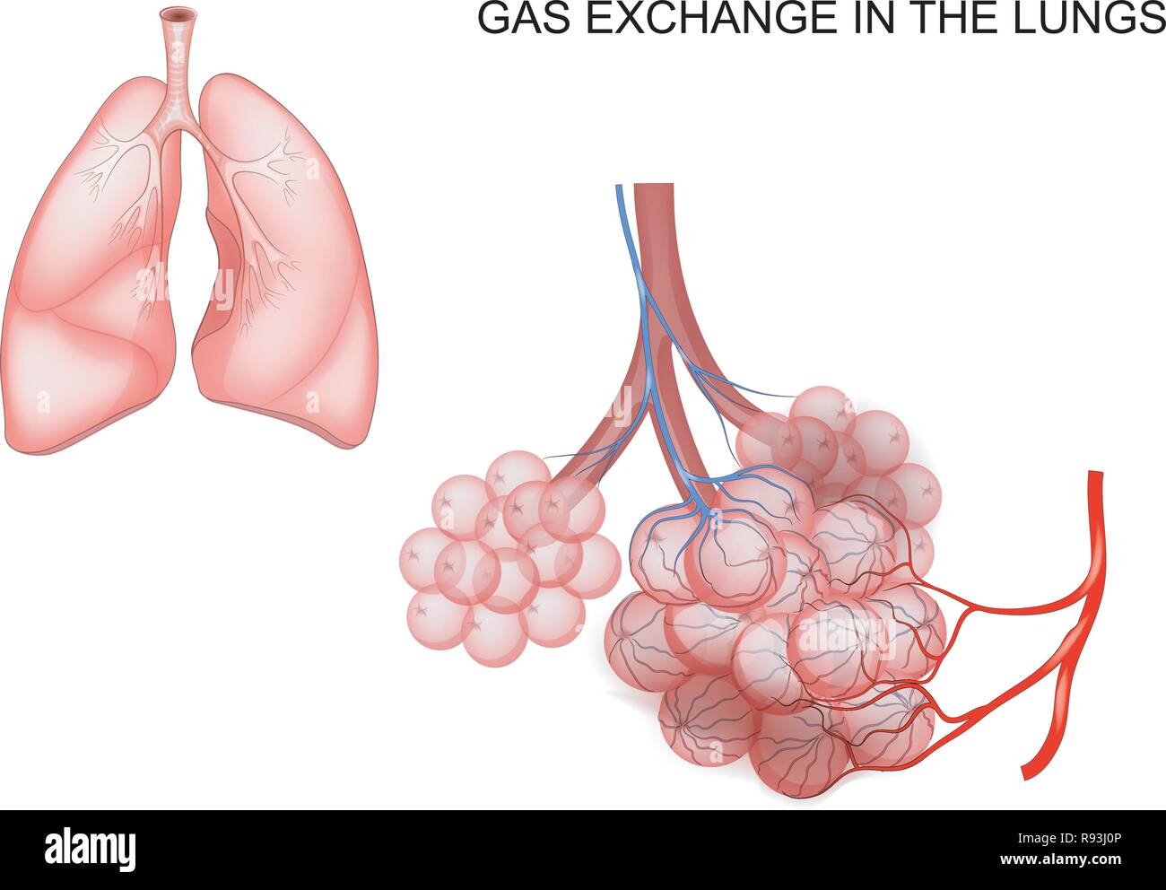 vector illustration of gas exchange in the lungs Stock Vector